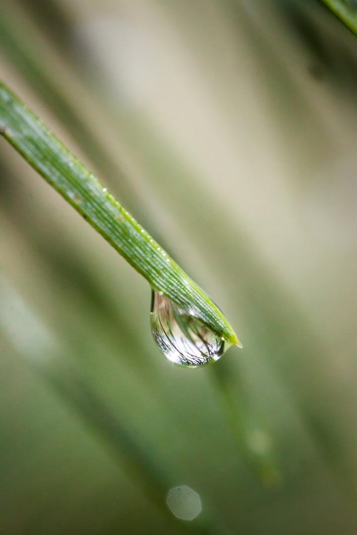 Kiefer im Regen