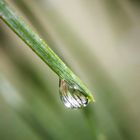 Kiefer im Regen