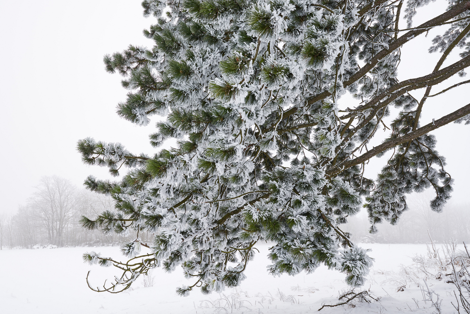 Kiefer im Schnee