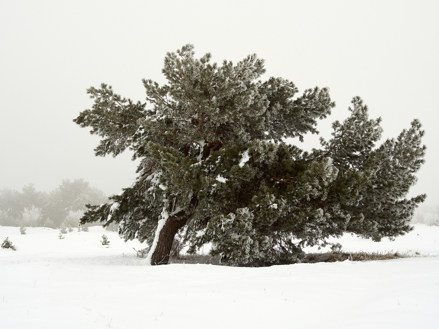 Kiefer im Schnee der Fröttmaninger Heide