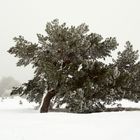 Kiefer im Schnee der Fröttmaninger Heide