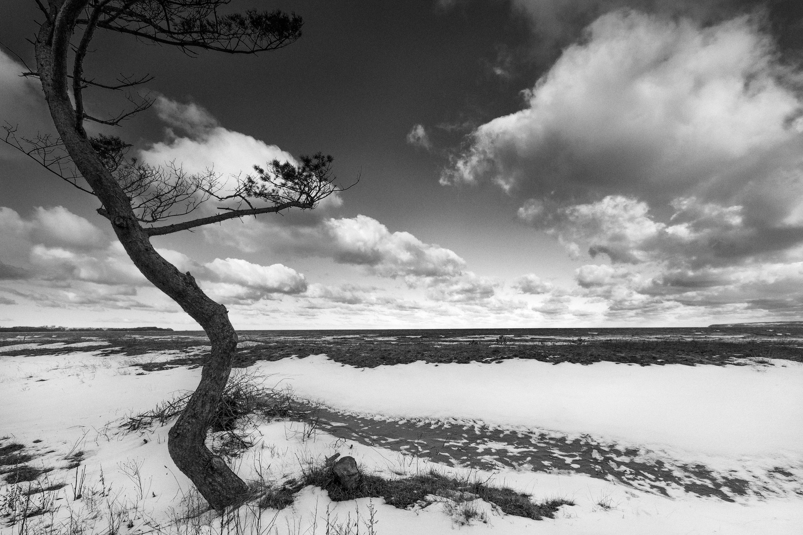 Kiefer im Schnee, Ostsee