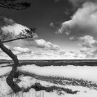 Kiefer im Schnee, Ostsee