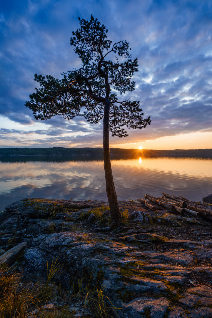 Kiefer im schwedischen Sonnenuntergang