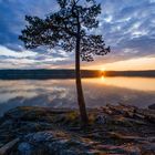 Kiefer im schwedischen Sonnenuntergang