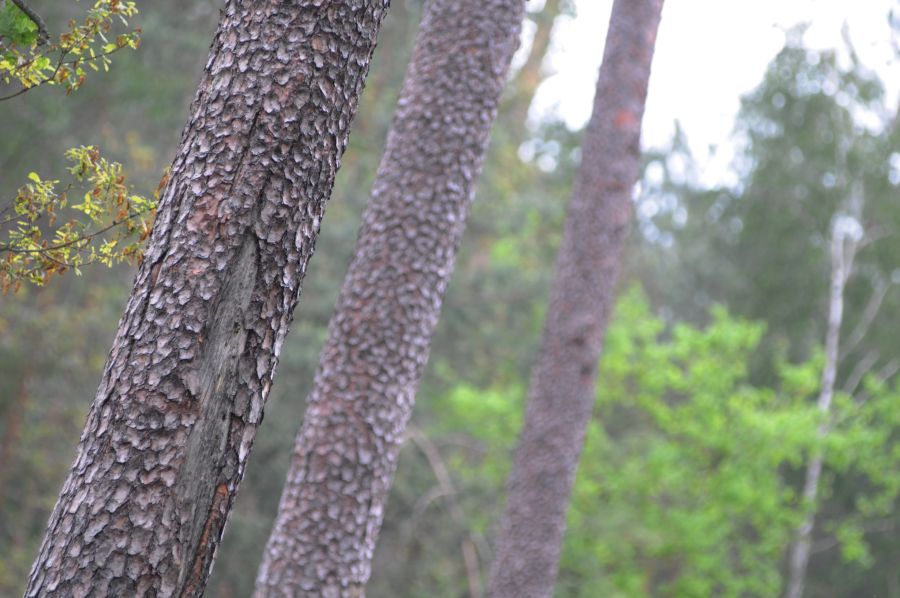 Kiefer im Wald mit interessanter Rinde (auch mal wieder schräg..)