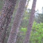 Kiefer im Wald mit interessanter Rinde (auch mal wieder schräg..)