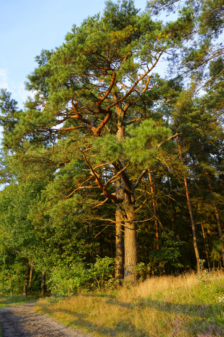 Kiefer in der Abendsonne