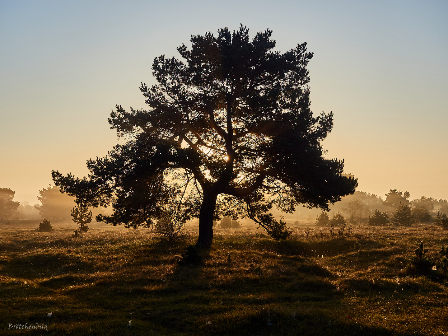 Kiefer in der Goldenen Stunde