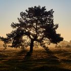 Kiefer in der Goldenen Stunde