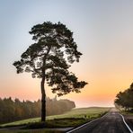 Kiefer in der Morgendämmerung