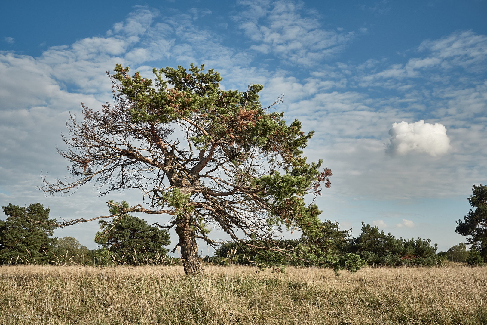 Kiefer in der südlichen Fröttmaninger Heide