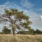 Kiefer in der südlichen Fröttmaninger Heide