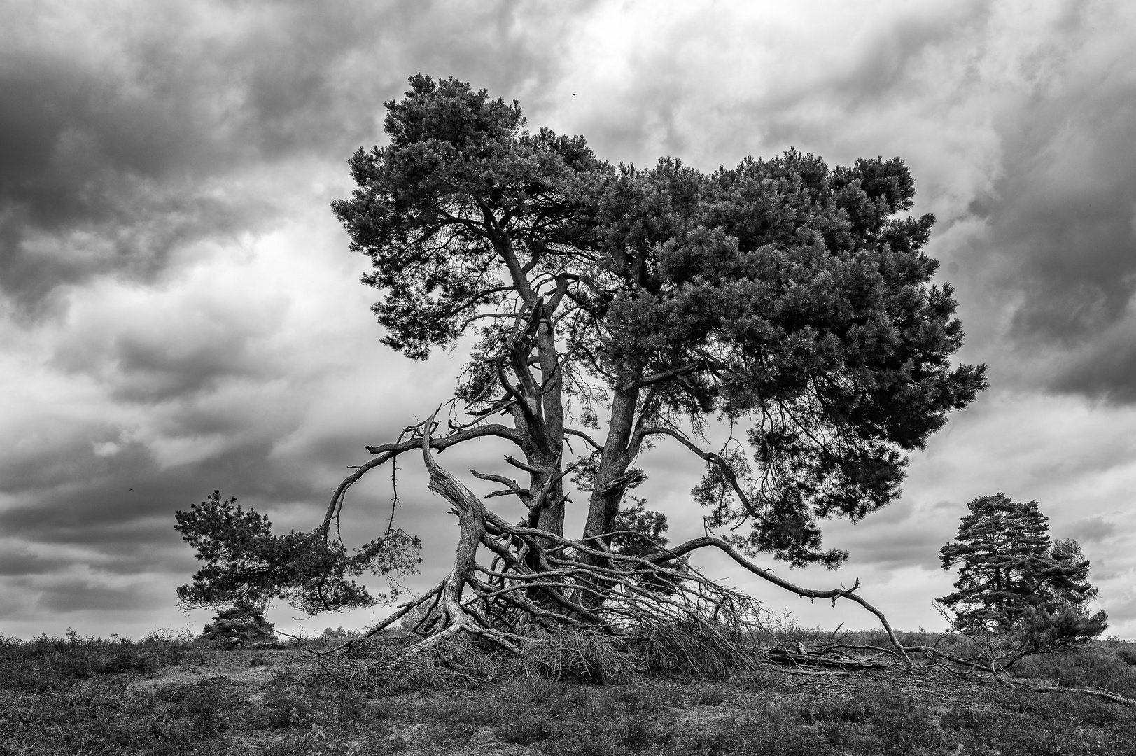 kiefer in der westruper heide