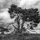 kiefer in der westruper heide