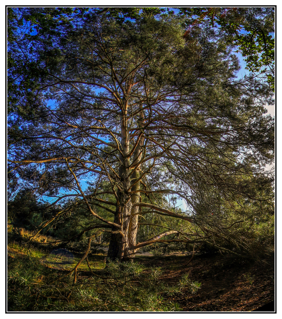  Kiefer in der Westruper Heide