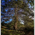  Kiefer in der Westruper Heide