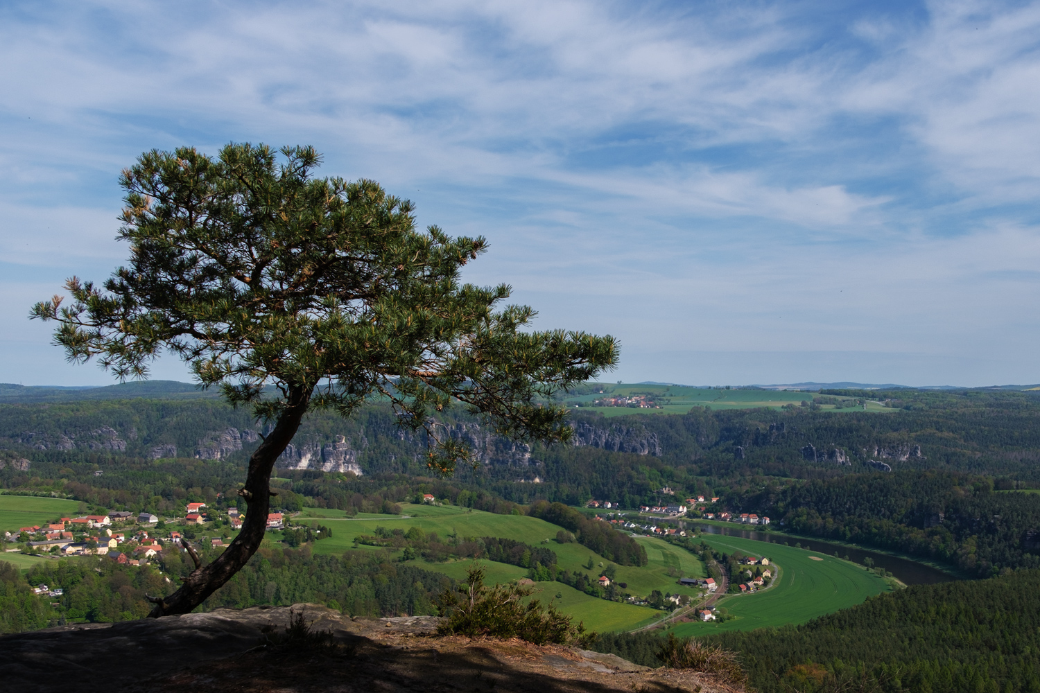 Kiefer mit Aussicht