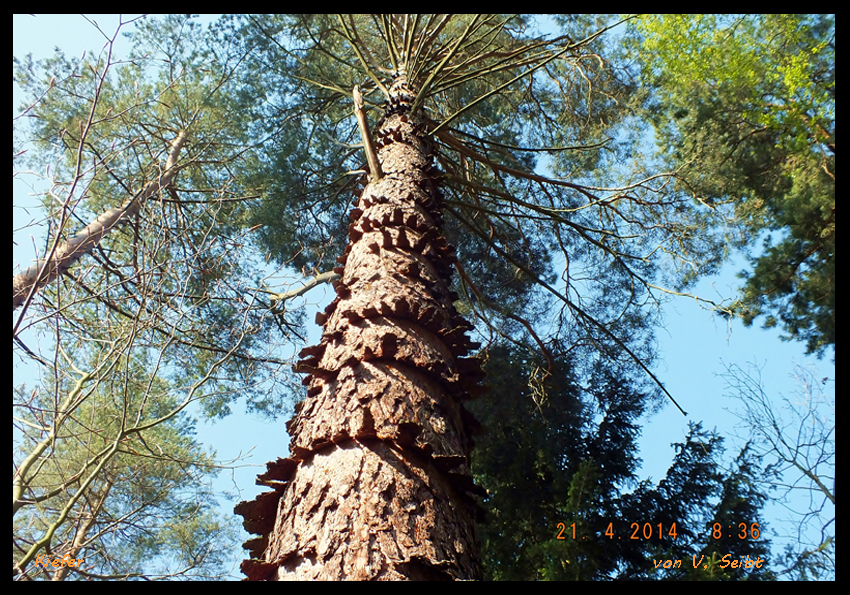 Kiefer mit Borken - Wendeltreppe