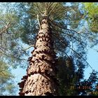 Kiefer mit Borken - Wendeltreppe