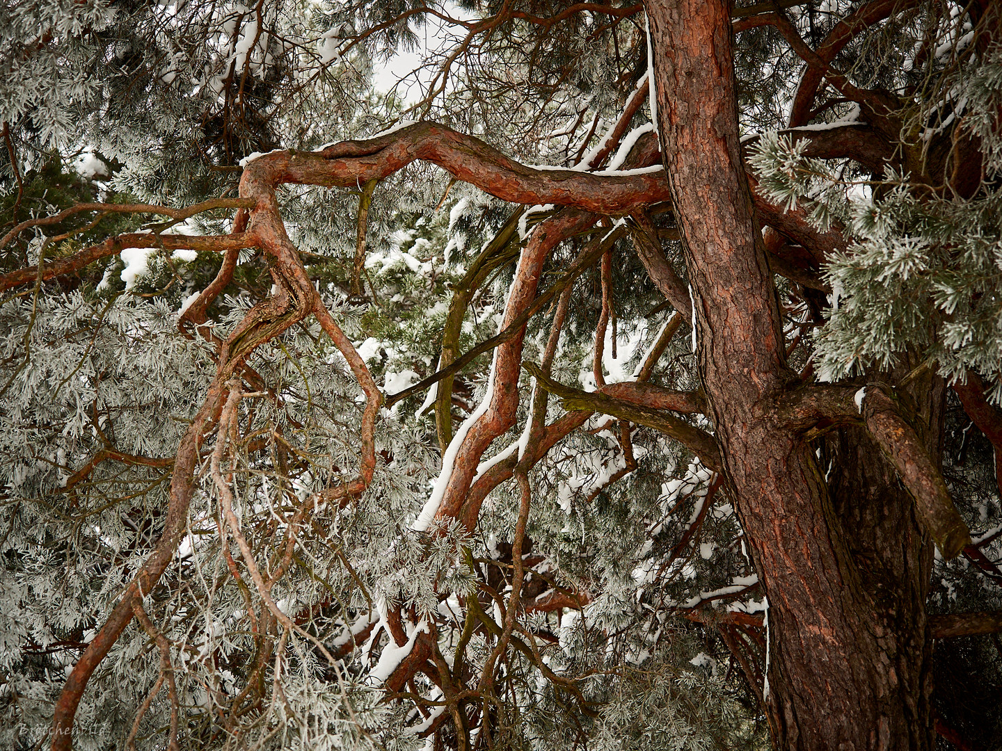 Kiefer mit Schnee in der Fröttmaninger Heide