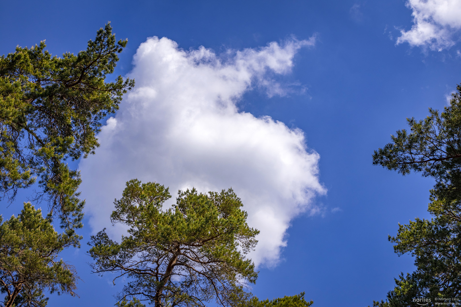 Kiefer mit Wolke