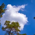 Kiefer mit Wolke