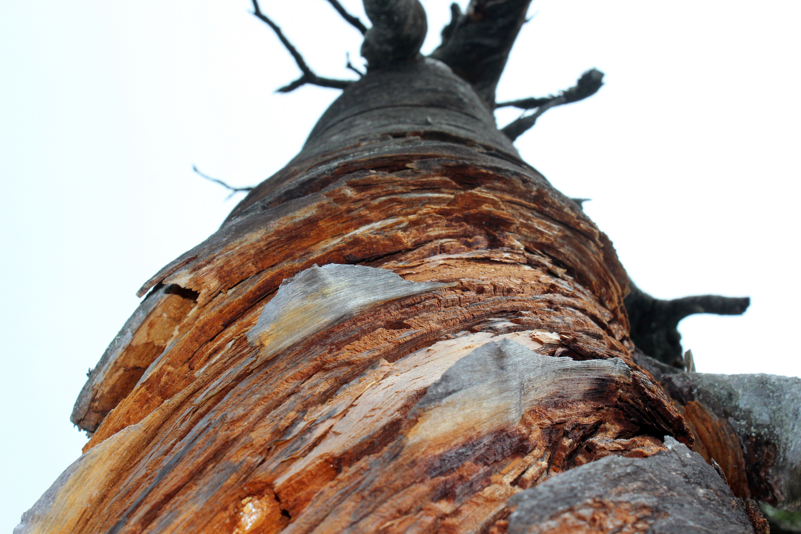 Kiefer nach Waldbrand