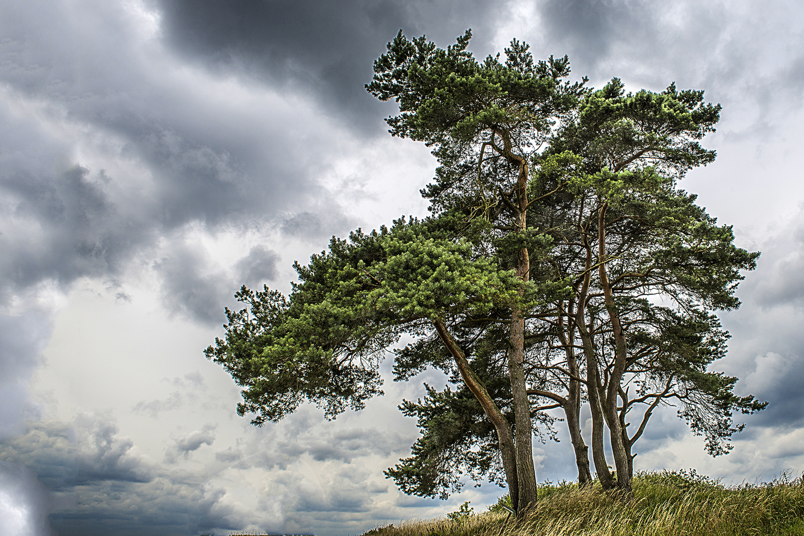 Kiefer vor Wolken