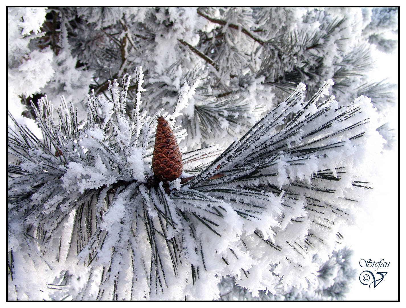 Kiefer Zapfen im Schnee