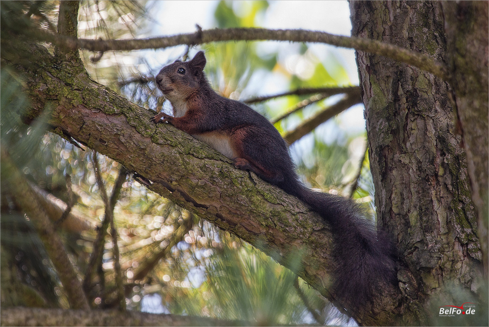 Kieferhörnchen