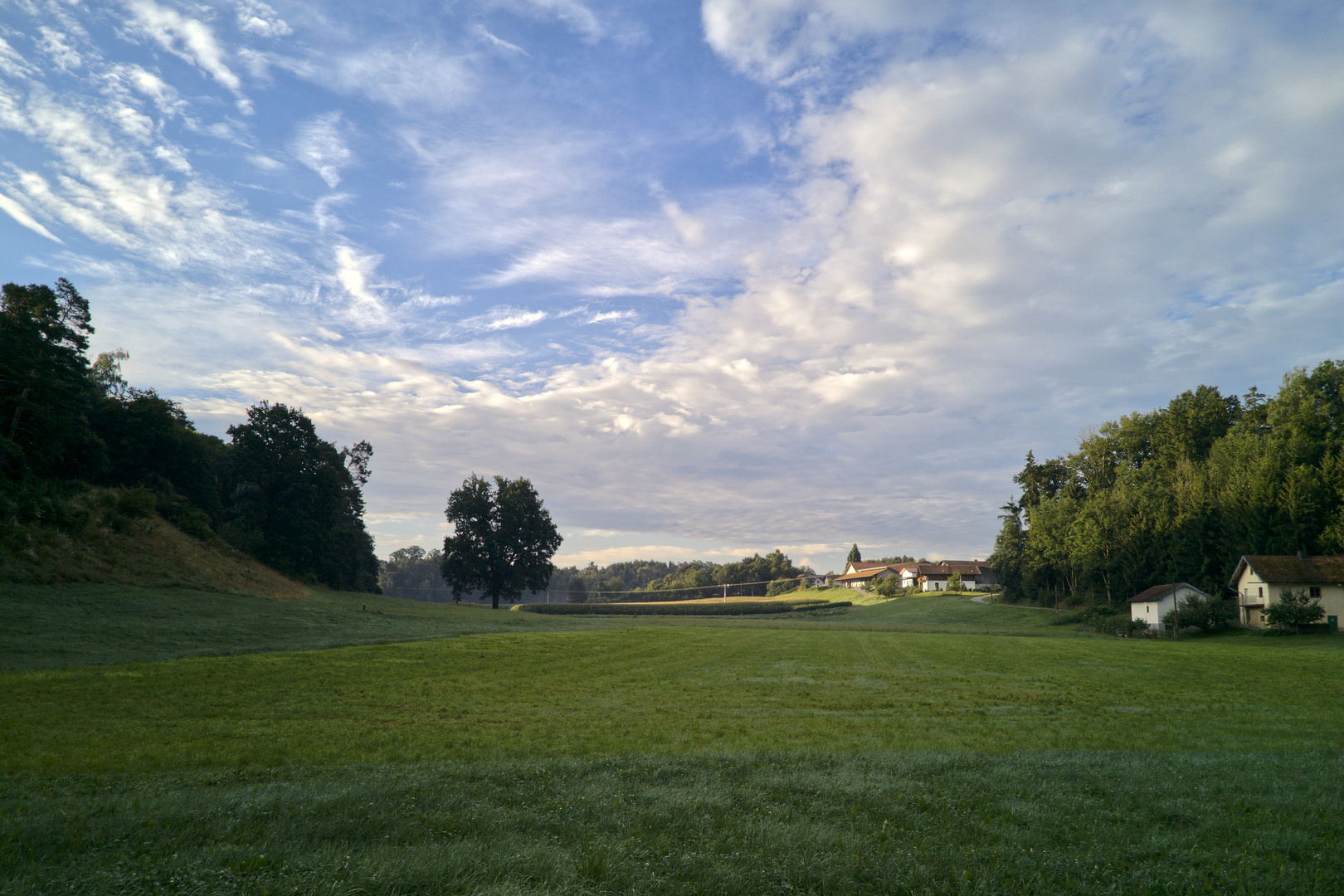 Kiefering am Morgen