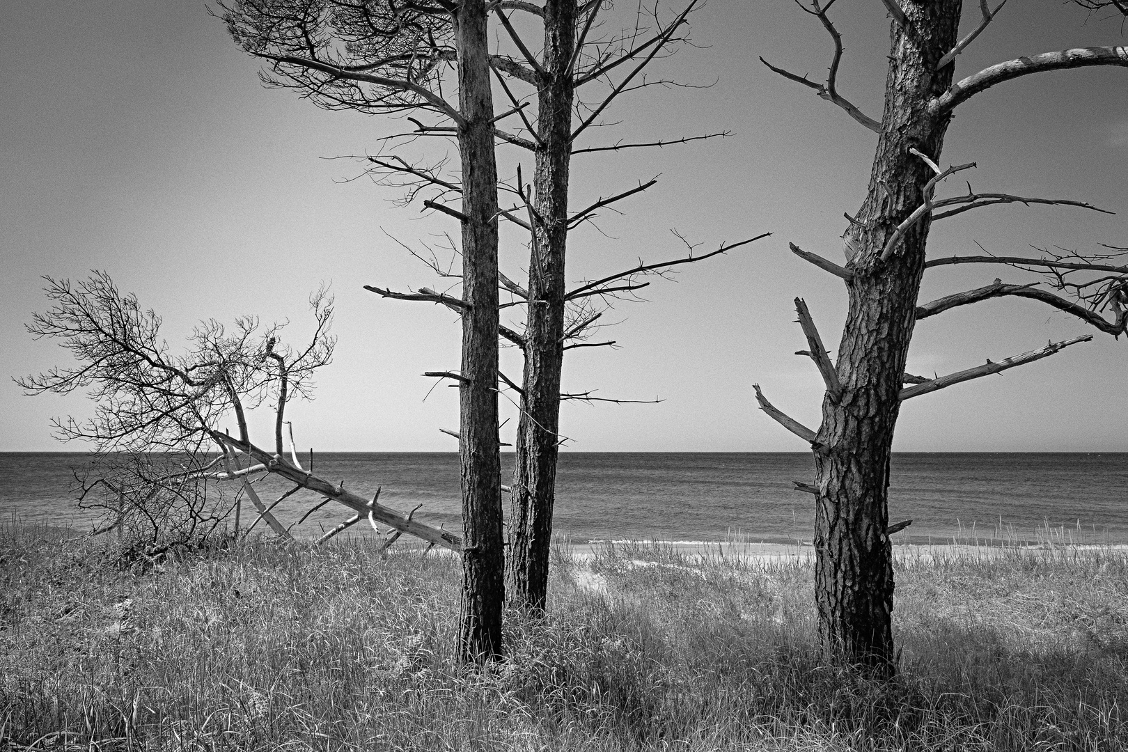 Kiefern am Ostseestrand