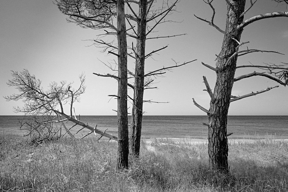 Kiefern am Ostseestrand