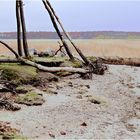 Kiefern am Salzhaffstrand surreal