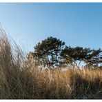 Kiefern am Strand