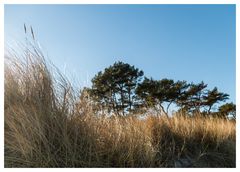 Kiefern am Strand