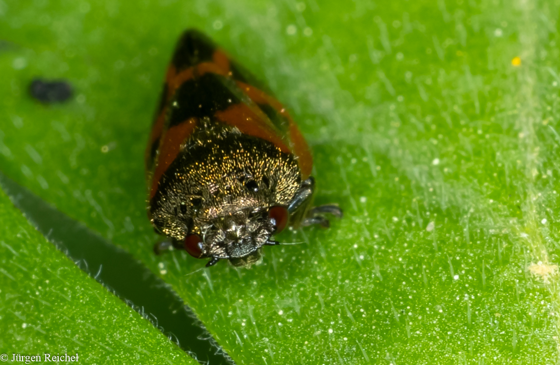 Kiefern-Blutzikade (Haematoloma dorsata) 