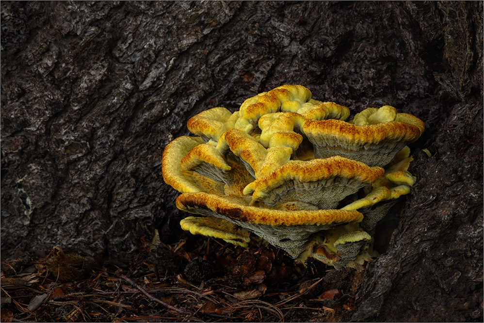 Kiefern-Braunporling (Phaeolus spadiceus) #2