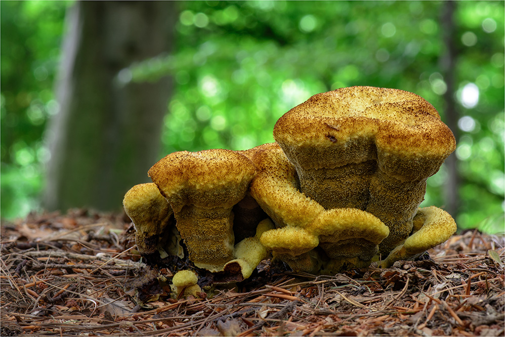 Kiefern-Braunporling (Phaeolus spadiceus)