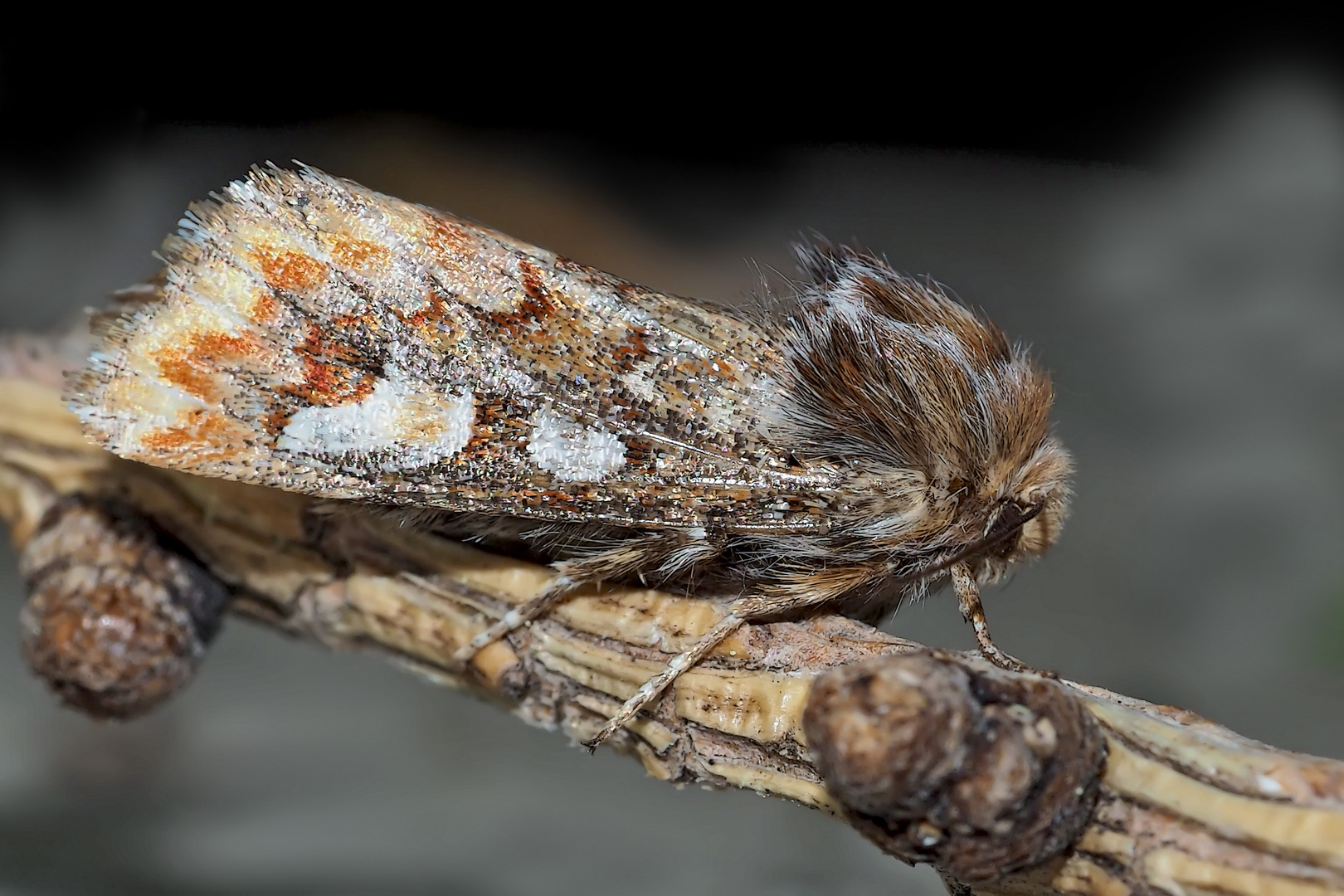 Kiefern-Forleulen-Baby (Panolis flammea) - La Noctuelle du pin, un bébé. 