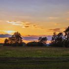 Kiefern im Abendlicht