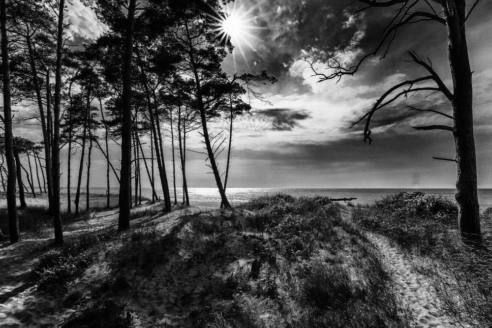 Kiefern im Gegenlicht am Weststrand