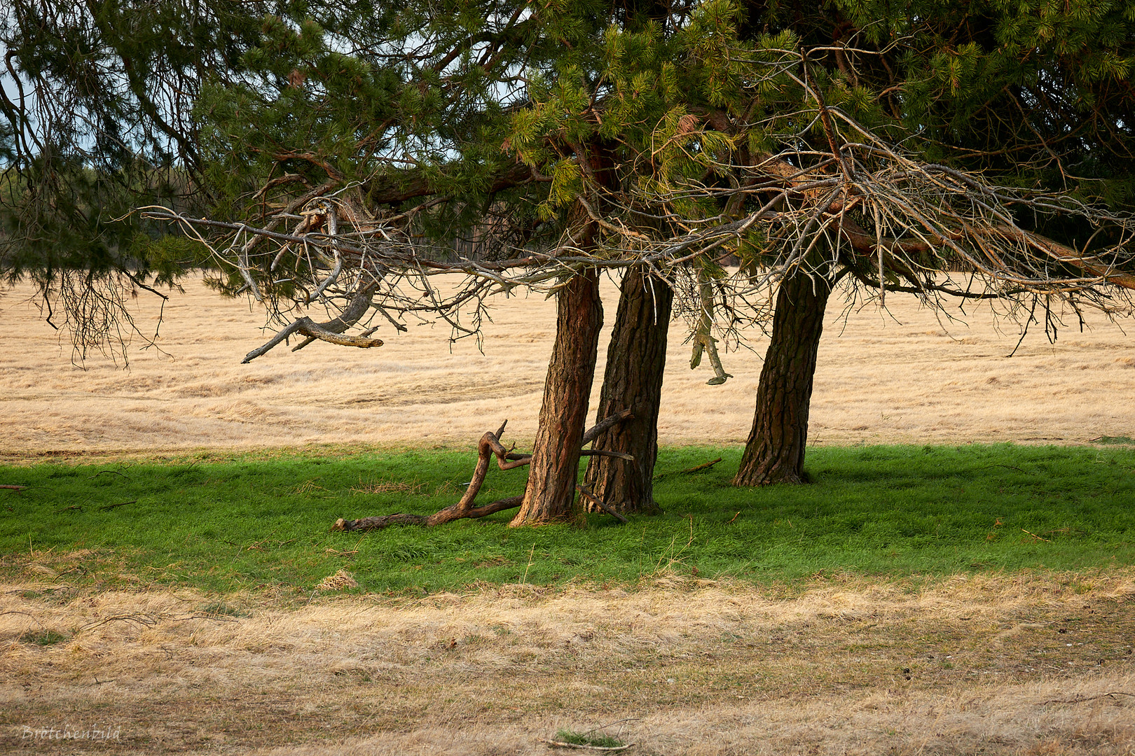 Kiefern im Gras