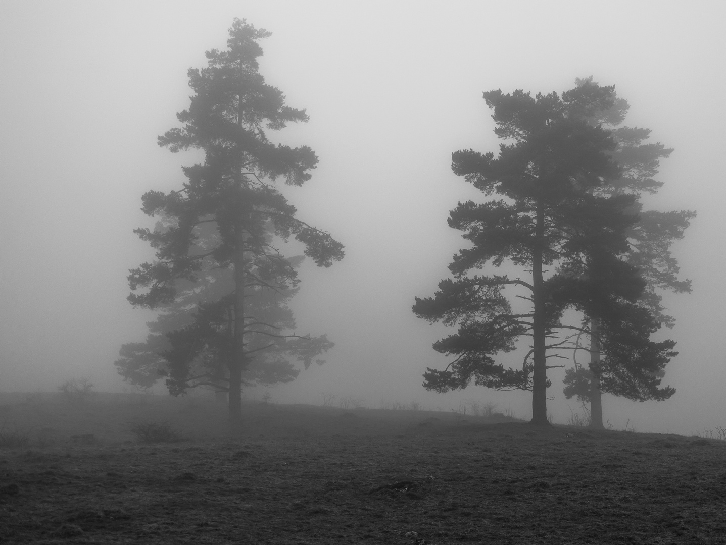 Kiefern im Nebel