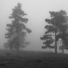 Kiefern im Nebel