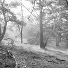 Kiefern im Nebel