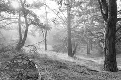 Kiefern im Nebel