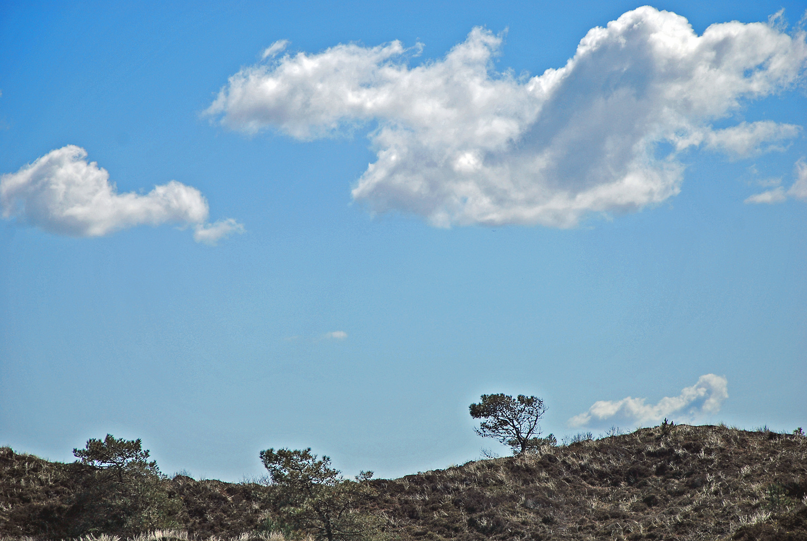 Kiefern im Wind