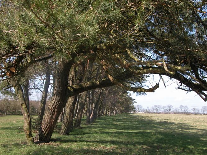 Kiefern im Wind